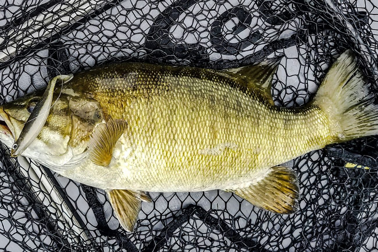 Megabass Hazedong Shad