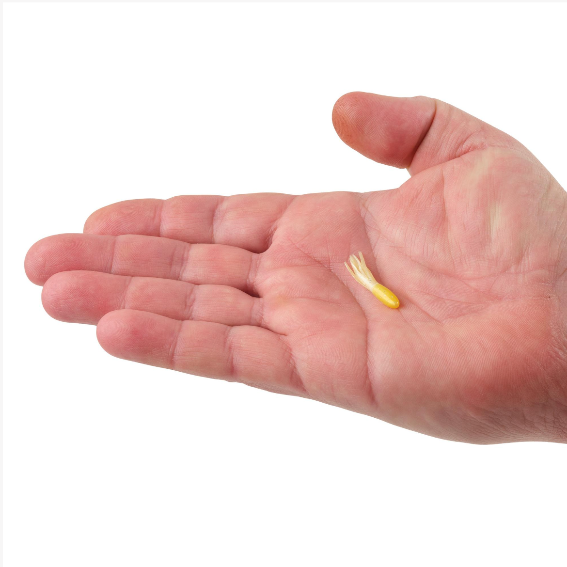 Berkley Powerbait Atomic Tubes