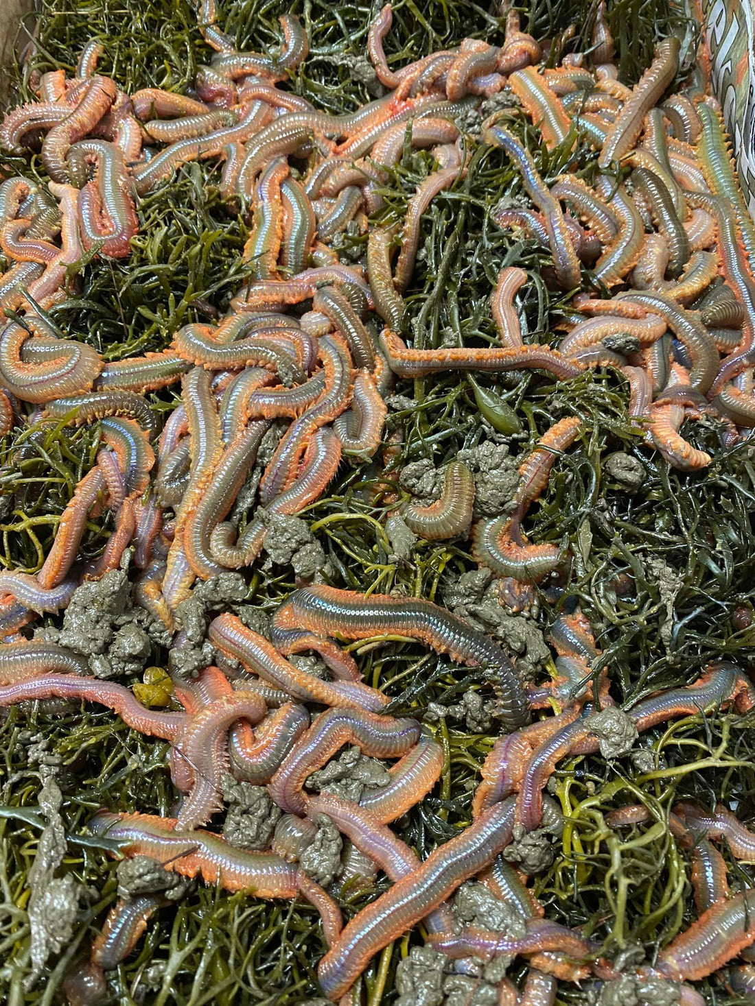 Sand Worms & Blood Worms