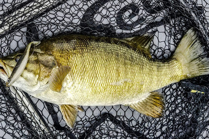 Megabass Hazedong Shad